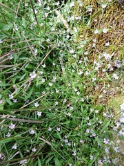 Lobelia eckloniana