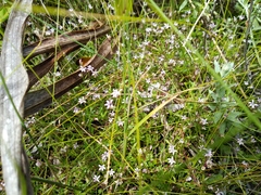 Lobelia eckloniana