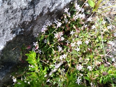 Lobelia eckloniana