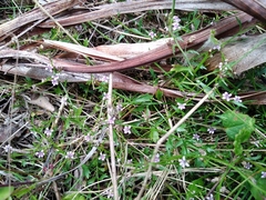 Lobelia eckloniana