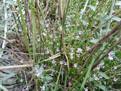 Lobelia eckloniana