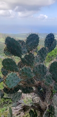 Opuntia elatior