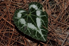 Cyclamen graecum graecum