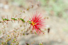Calliandra haematomma