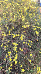 Jasminum nudiflorum