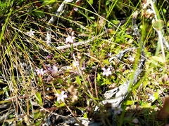 Lobelia eckloniana