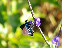 Phocides pigmalion batabano