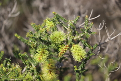 Melaleuca blaeriifolia