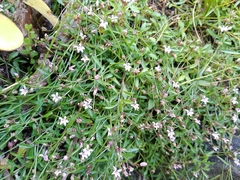 Lobelia eckloniana
