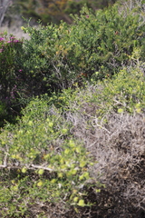Melaleuca blaeriifolia