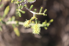 Melaleuca blaeriifolia