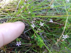 Lobelia eckloniana