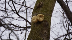 Fungi
