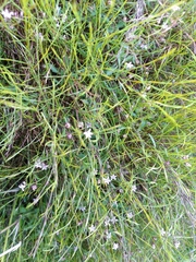 Lobelia eckloniana