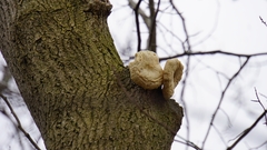 Fungi