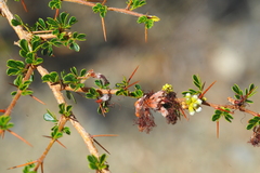 Calliandra haematomma