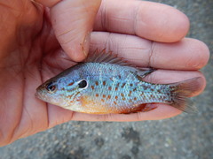 Lepomis humilis