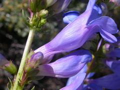 Penstemon cyaneus