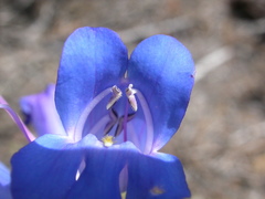 Penstemon cyaneus