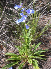 Penstemon cyaneus
