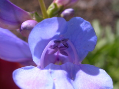 Penstemon cyaneus