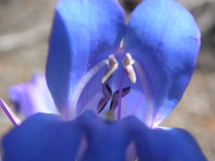 Penstemon cyaneus