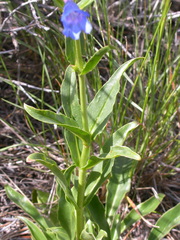 Penstemon cyaneus