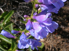 Penstemon cyaneus
