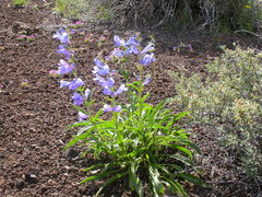 Penstemon cyaneus
