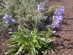 Penstemon cyaneus