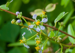 Mascagnia jamaicensis