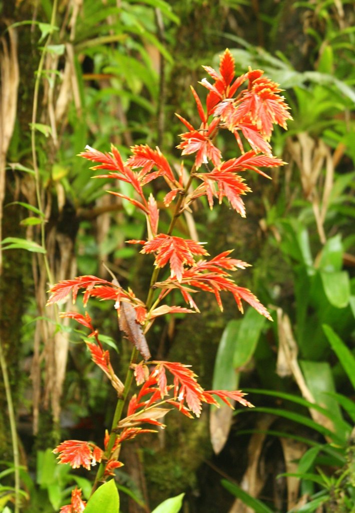 Cipuropsis elata