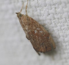 Crocidolomia suffusalis