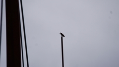 Buteo jamaicensis