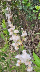 Androtrichum trigynum