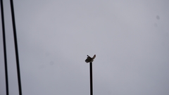 Buteo jamaicensis