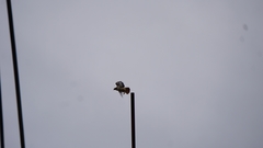 Buteo jamaicensis