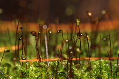 Sciuro-hypnum reflexum