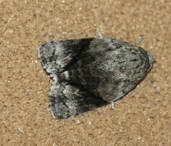Blenina lichenopa