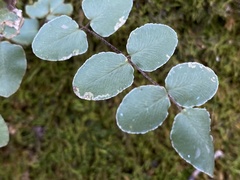 Phytoliriomyza felti