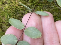 Phytoliriomyza felti