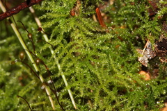 Sciuro-hypnum reflexum