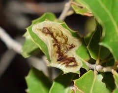 Phyllonorycter belotella