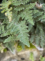 Myriopteris covillei