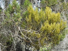 Phoradendron minutifolium
