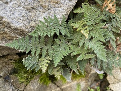 Myriopteris covillei