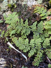 Myriopteris covillei