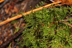 Sciuro-hypnum reflexum