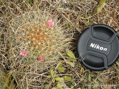 Mammillaria discolor