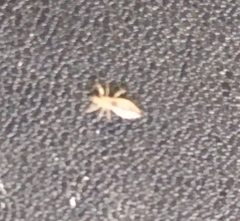 Pediculus humanus humanus